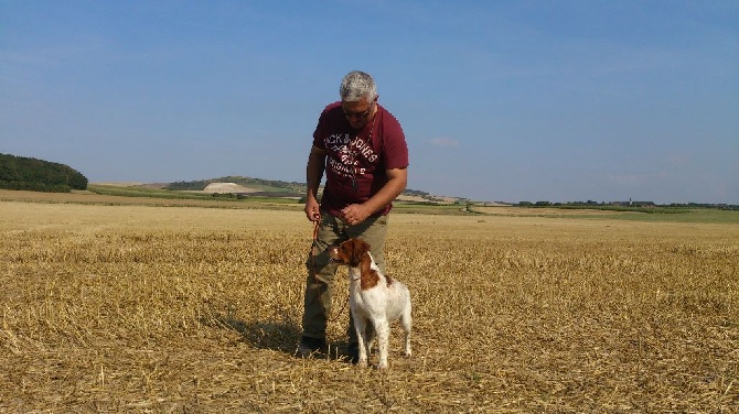 de la plume picarde - Fields d'été , GT et Bécasse de Iper