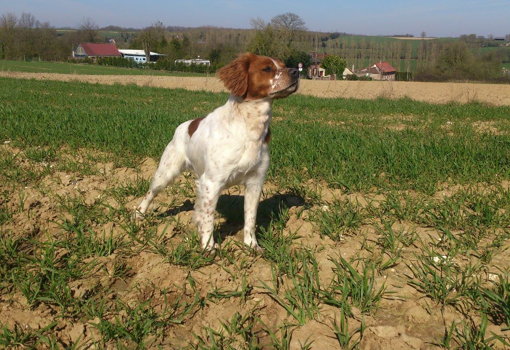 de la plume picarde - Les 4 jours de fields à Audinghen  (62)