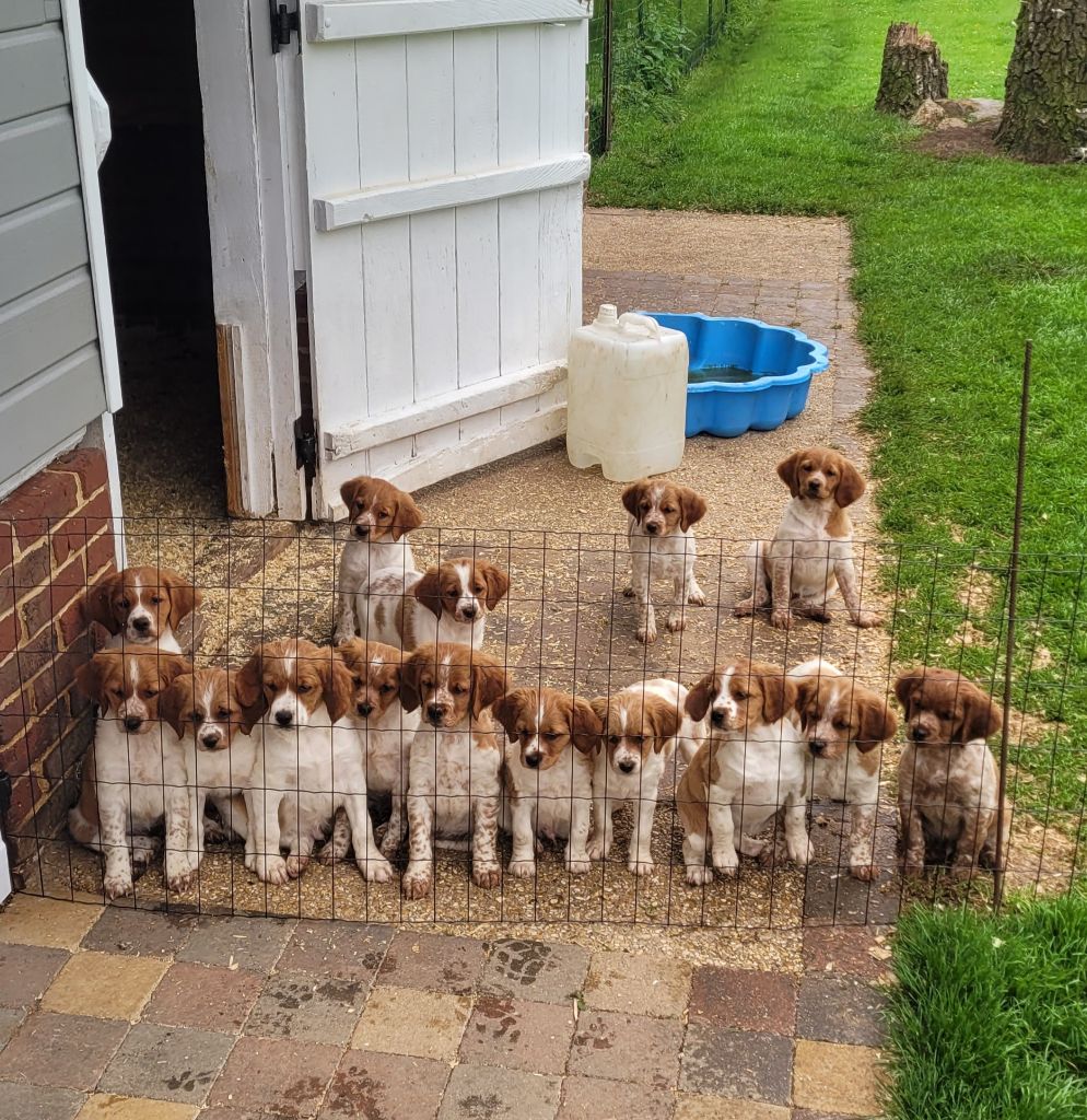 chiot Epagneul Breton de la plume picarde