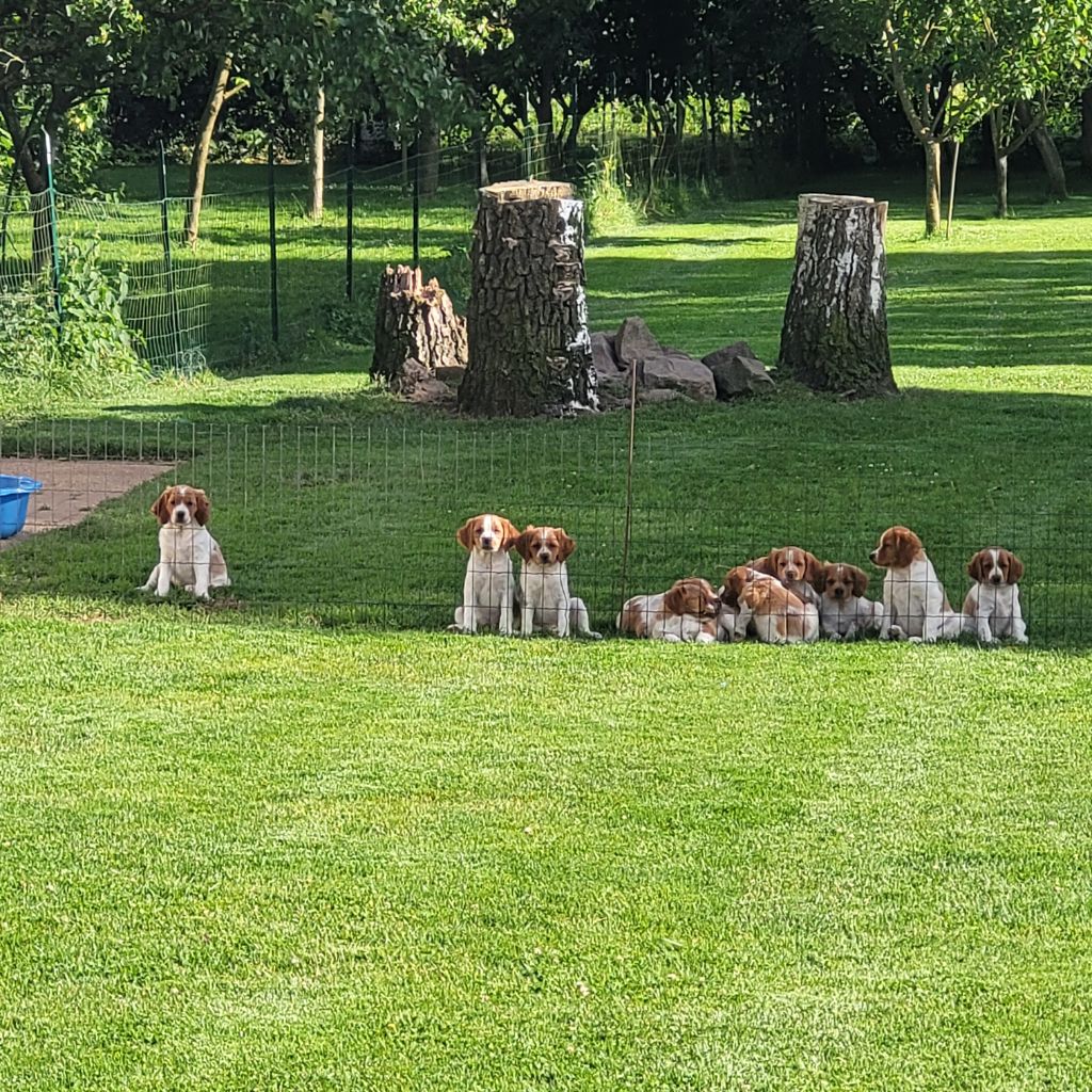 chiot Epagneul Breton de la plume picarde