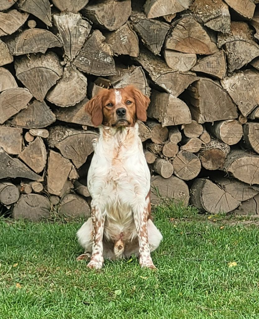 Vasco de la plume picarde