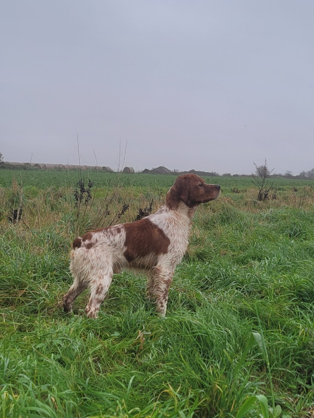 de la plume picarde - Vix en Gibier Naturel.