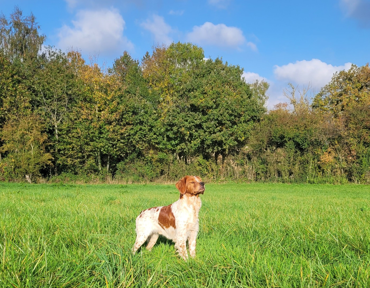 de la plume picarde - Saison Gibier Naturel.