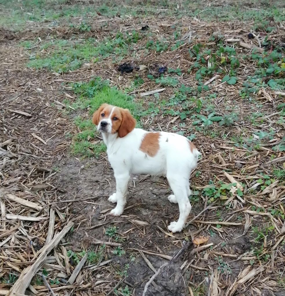 de la plume picarde - Chiots disponibles - Epagneul Breton